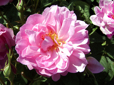 rose_centifolia